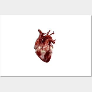 Realistic Heart small Posters and Art
